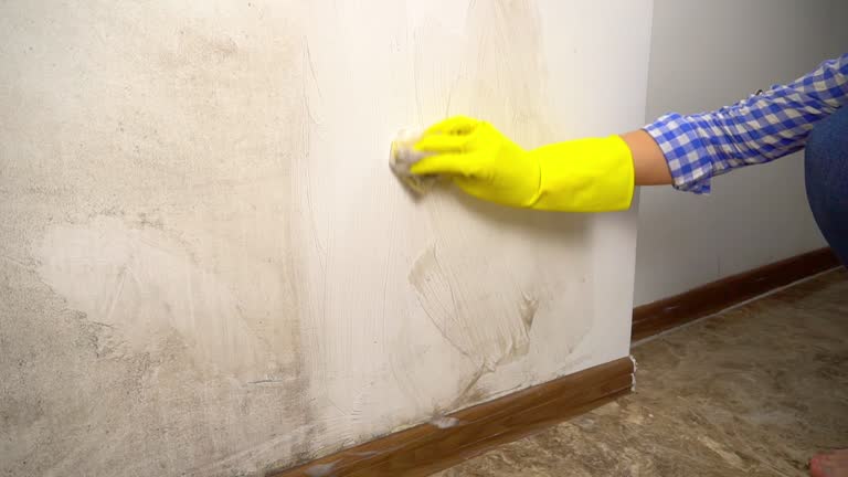 Best Biohazard Mold Removal  in Rocky Point, NY