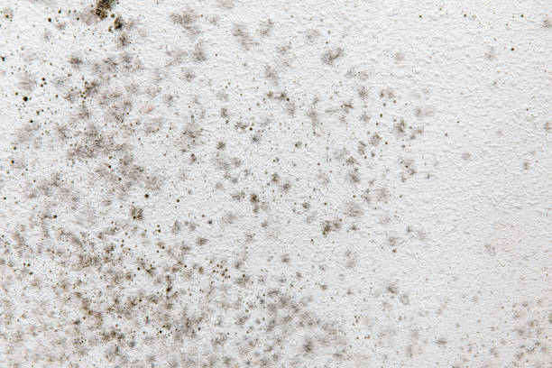 Best HVAC Mold Inspection and Cleaning  in Rocky Point, NY